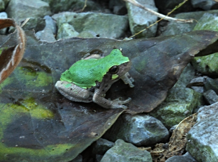 Bird-voiced Treefrog